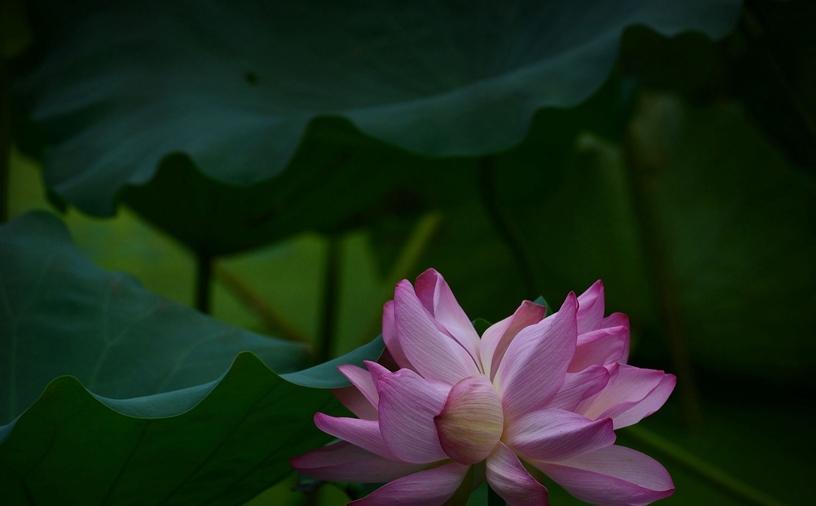 并蹄莲的花语及其意义（探寻并蹄莲的神秘语言和象征）