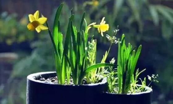 水仙花的浇水时间和正确方法（让水仙花茁壮成长的必修课程）