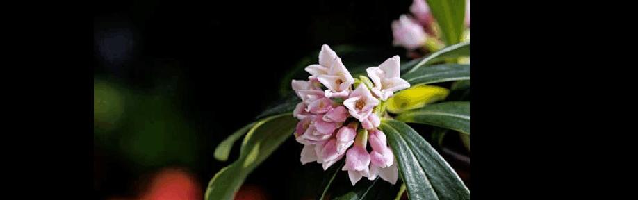 花开如意，瑞香花色花语大揭秘（以不同颜色的瑞香花诠释花语的奥秘）