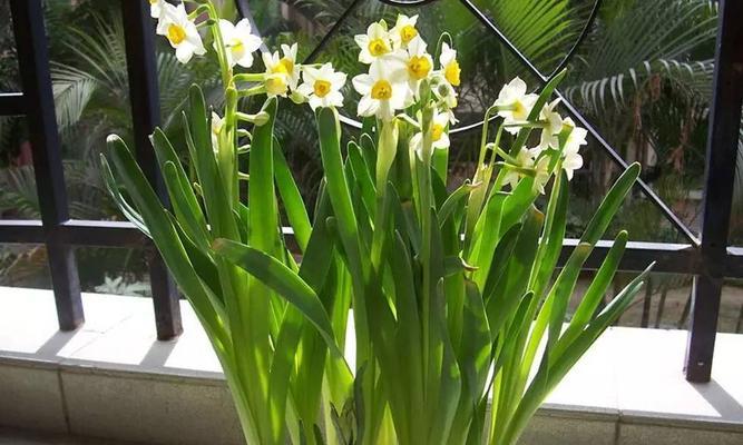 水仙花在室内生存的秘密（如何在家中种植水仙花）