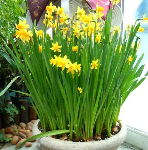 水仙花是多年生还是一年生的植物（揭开水仙花的生命之谜）