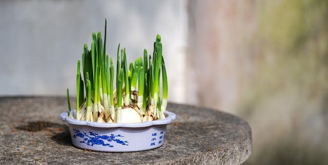 水仙花——多年生的优雅之花（探究水仙花的生命周期及栽培技巧）