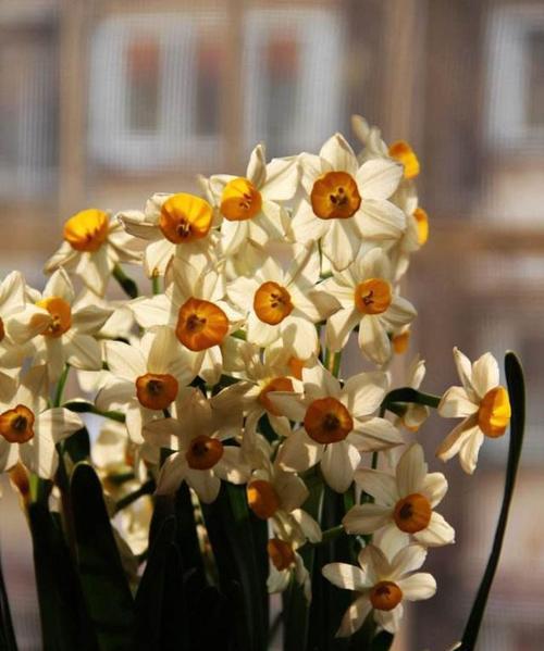 水仙花喜水吗（水仙花的生长环境）