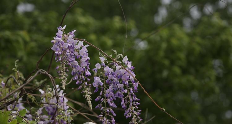 常春藤的花语及其象征意义（探寻常春藤的花语）