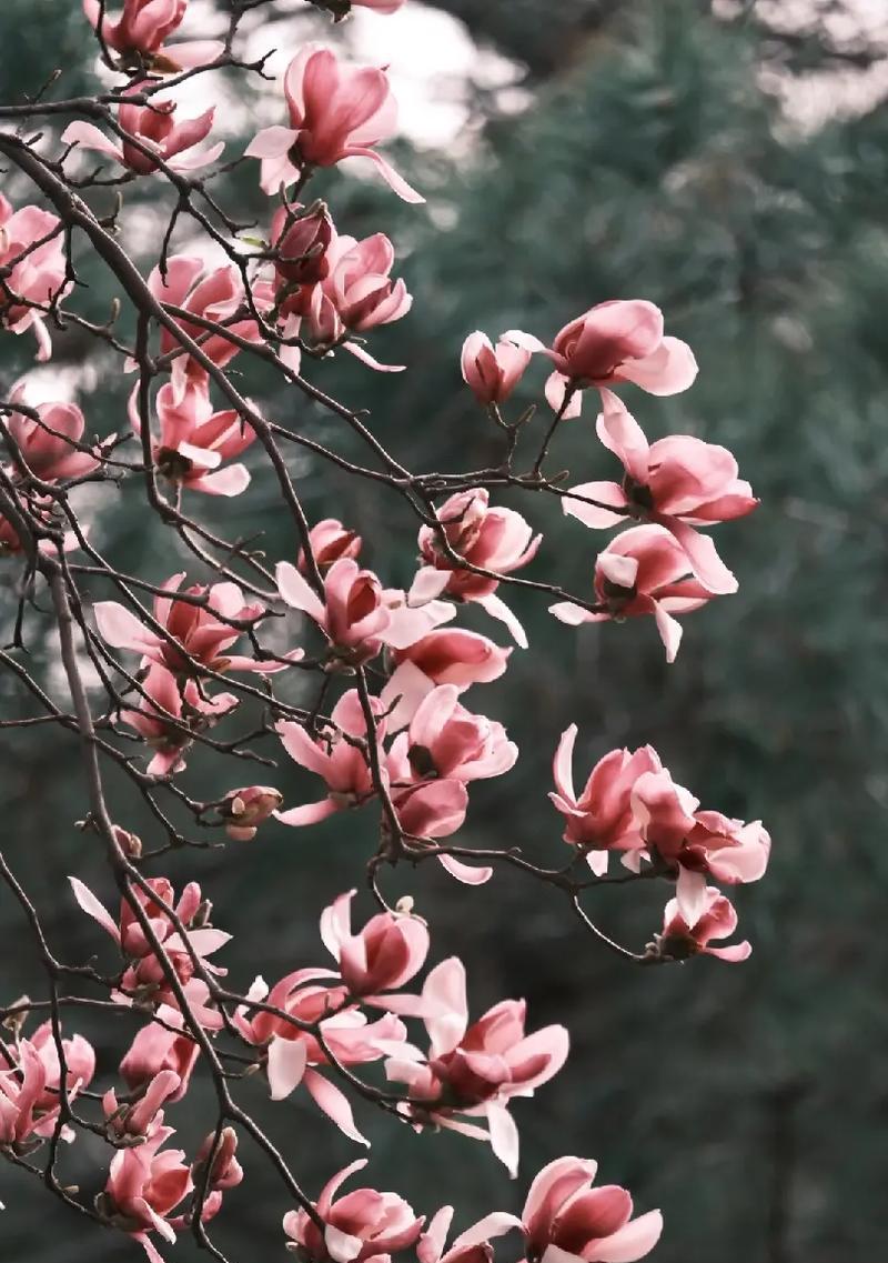 春天的花海——美丽绽放的春季花卉（以代表春天的植物花卉为主题）