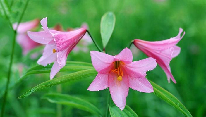 花朵的纯洁之爱（探寻花朵代表纯洁爱的内涵与意义）