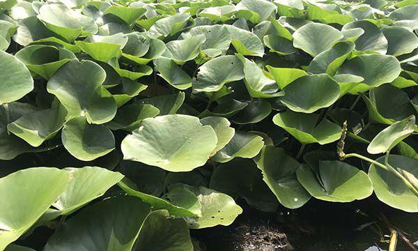 如何选择睡莲最佳移栽时间（掌握关键节点）