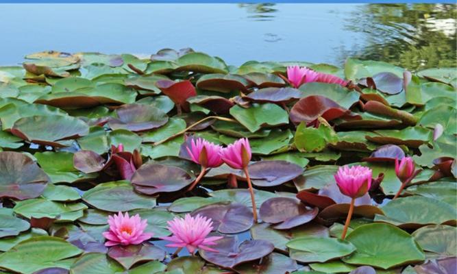 睡莲——水中的浪漫（水生植物的生态特征与繁殖方式）