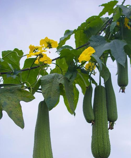 丝瓜种植全指南（从选种到收割）