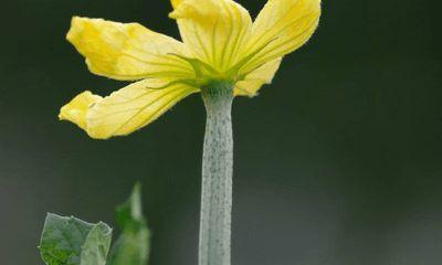 丝瓜花的性别特征探究（单性还是双性）