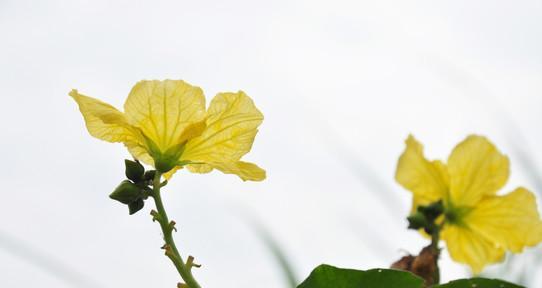 丝瓜花的颜色和特点（探秘丝瓜花的色彩和魅力）