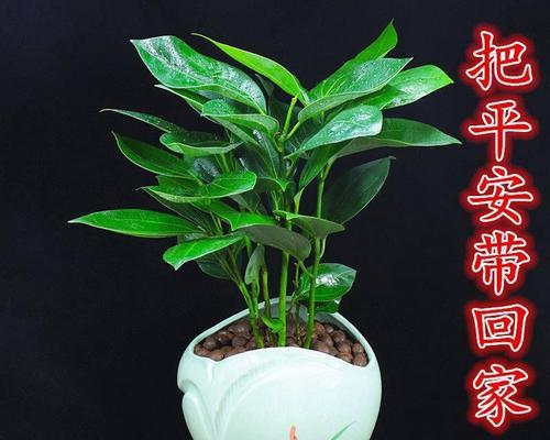 传递平安与祝福的植物之美（探寻植物中代表平安的奥秘）