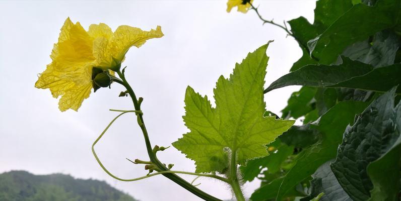 丝瓜开花时间详解（揭秘丝瓜的生长规律与开花时间节点）