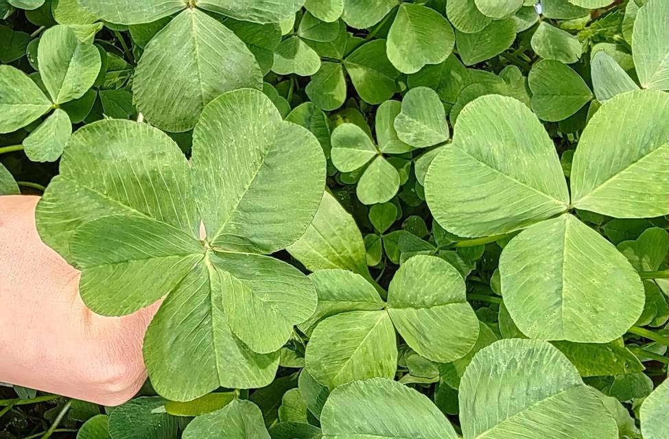 招财进宝——代表幸运的植物有哪些（探寻幸运之源）