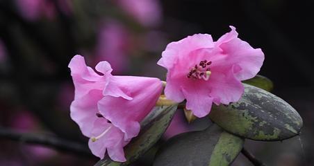 杜鹃花的花语与象征意义（探寻杜鹃花的神秘之美）