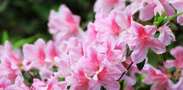 杜鹃花的花语和寓意（探索杜鹃花的象征意义和隐含寓意）