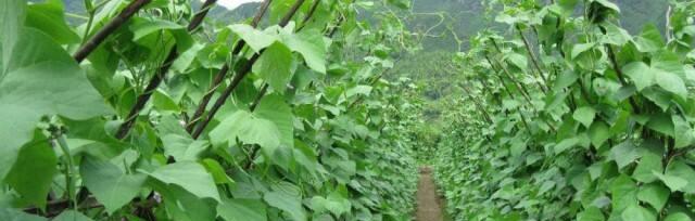 四季豆种植指南（什么时候种植最合适）