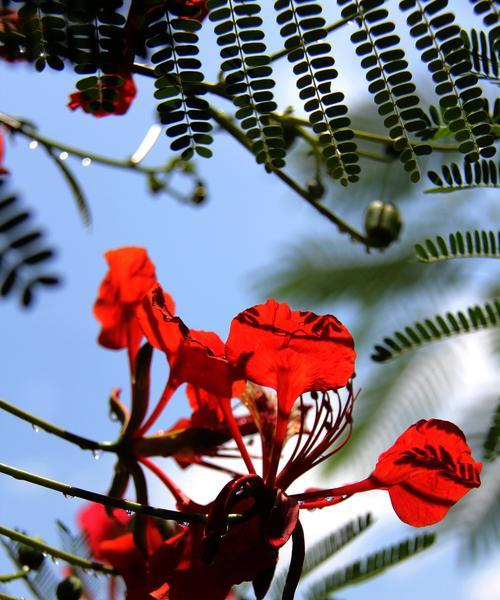 凤凰花——生命的坚韧与希望（一朵奇异的花朵）