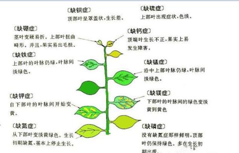 四季桂的盆栽与养护（让你的四季桂在家也能绽放美丽（）