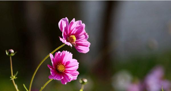 格桑花的花语与含义（揭示格桑花传达的情感和象征意义）