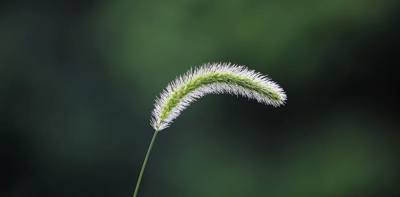 狗尾巴花的象征意义及特点（揭秘狗尾巴花的神秘面纱）