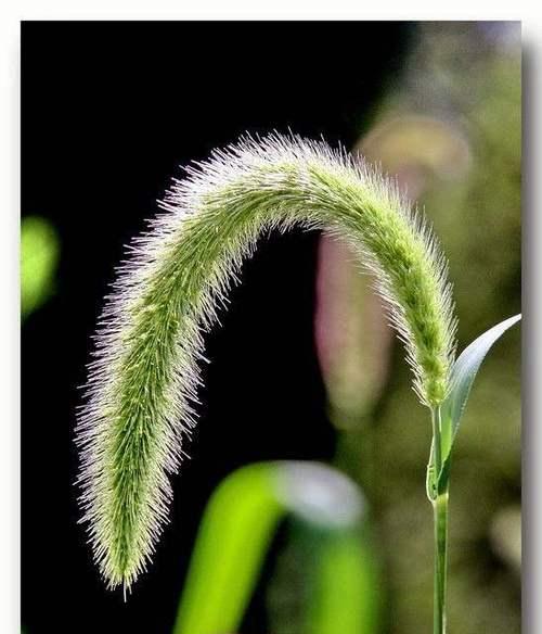 狗尾巴花的花语及其传说（揭开狗尾巴花的神秘面纱）