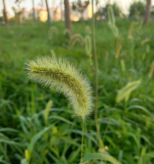 狗尾草的花语揭示着怎样的信息（探寻狗尾草花语）