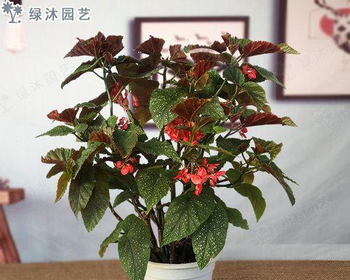 四季海棠——美丽的阴生植物（探秘四季海棠的耐阴特性及养护技巧）