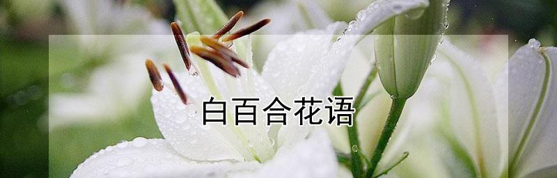 白百合的花语与含义（探寻白百合所传递的情感与祝福）