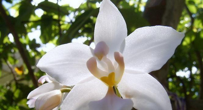 白兰花的寓意与象征（美丽与纯洁的白兰花）