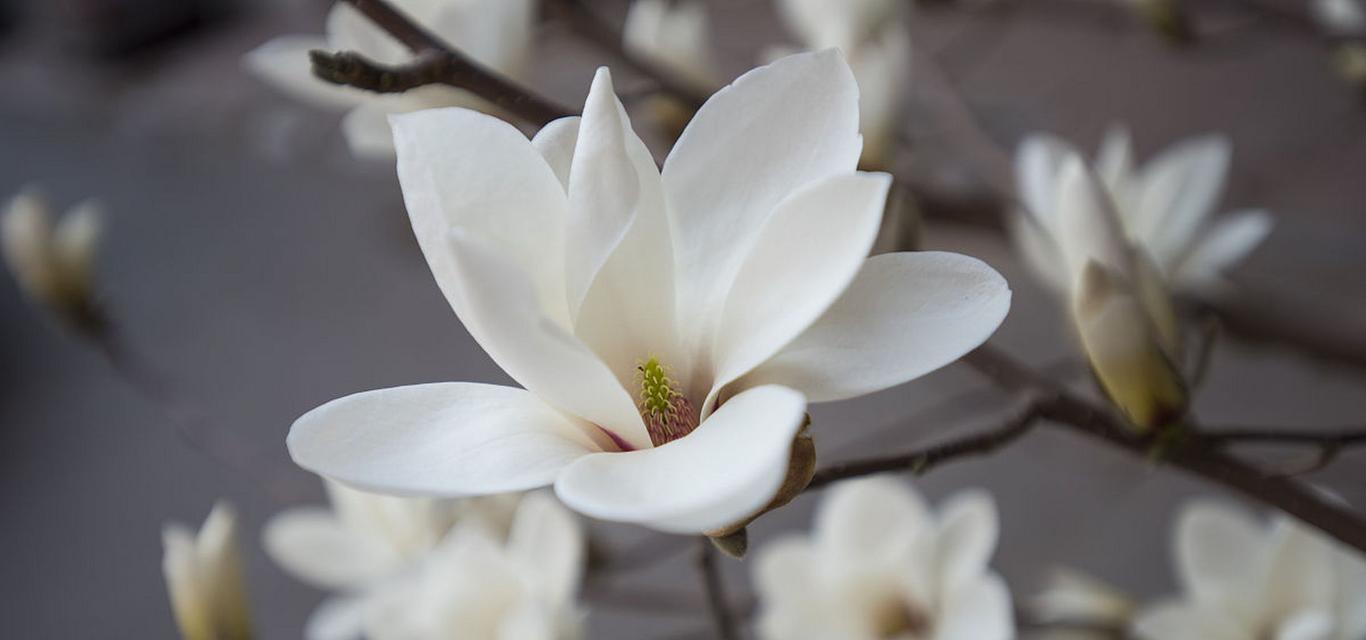 白玉兰花的花语和寓意（白玉兰花花语解析及文化象征）