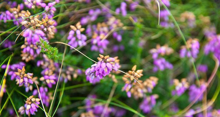 百里香花语与其美妙之意（探寻百里香花语的内涵）