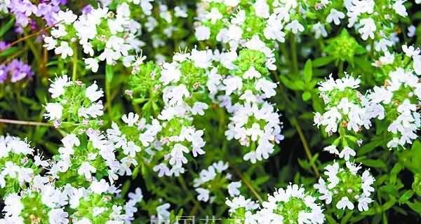 百里香花语（激发内心火焰）