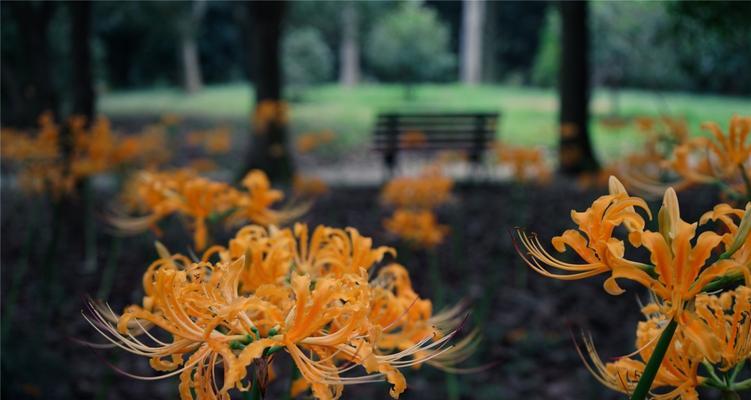 彼岸花——秋天的鲜艳之花（以彼岸花的神秘与美丽）