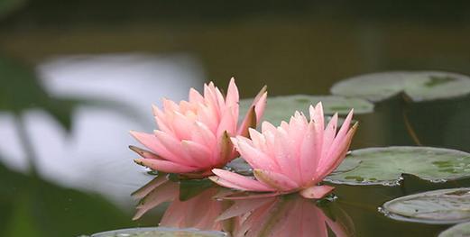 花开水面，色彩绽放——解读不同颜色睡莲的花语与寓意（水上的画笔）