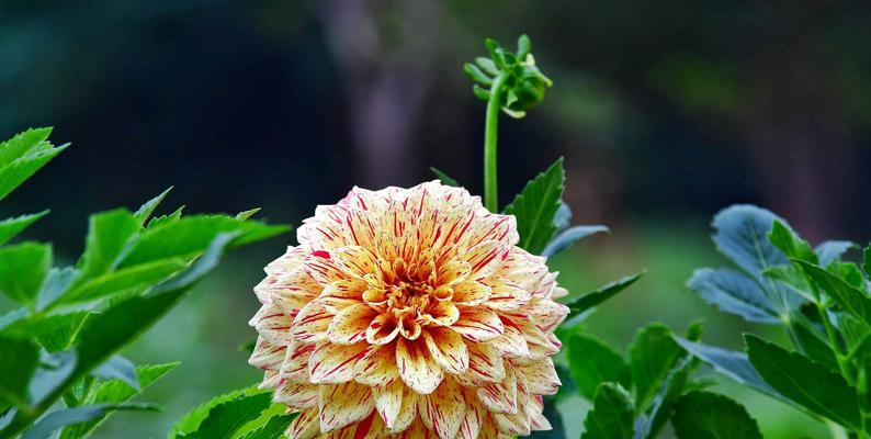 大丽花的花语意义（探索大丽花的花语意义及其神秘之处）