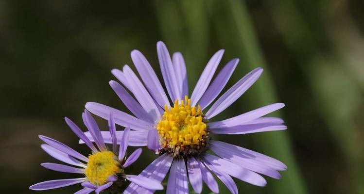 友情之花——友谊的花语（用花语诉说友情）