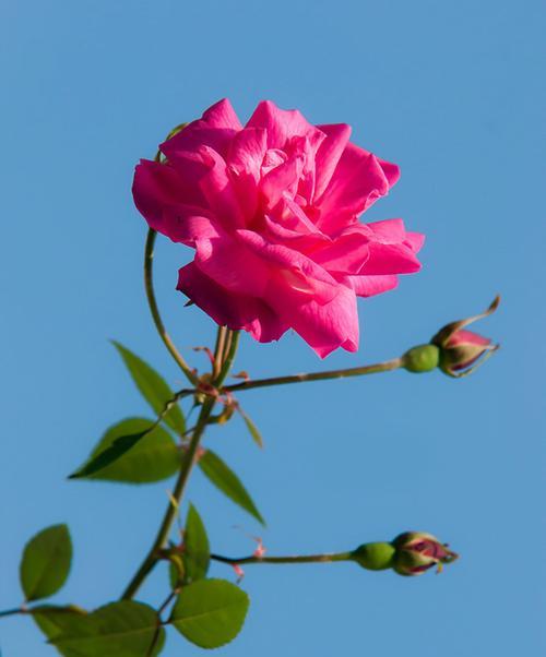 花之友情——以代表友情的花为主题的文章（探寻友情中花的意义与象征）