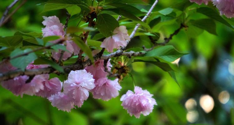 友谊花语（用代表友谊的花语花）