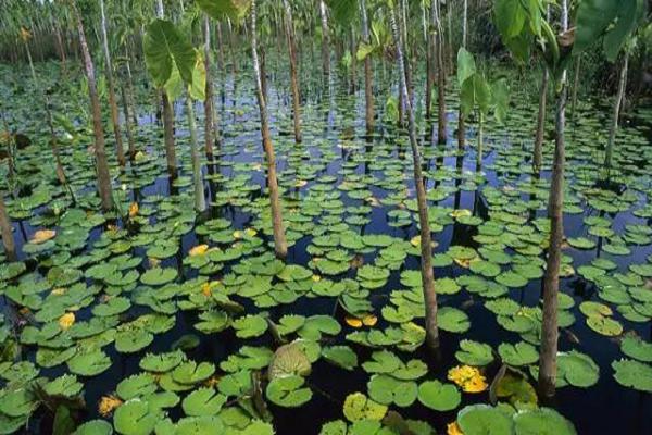 池塘里适合种什么植物（打造美丽的池塘花园）