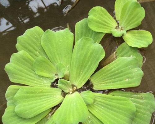 河水和池塘水浇花，哪种更好（对比池塘水和河水的优缺点）