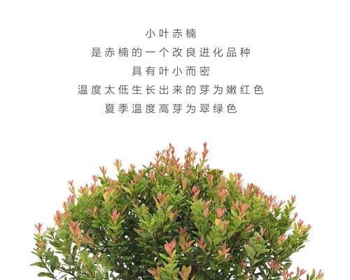 揭秘红色植物赤楠的扦插方法（掌握这些窍门）