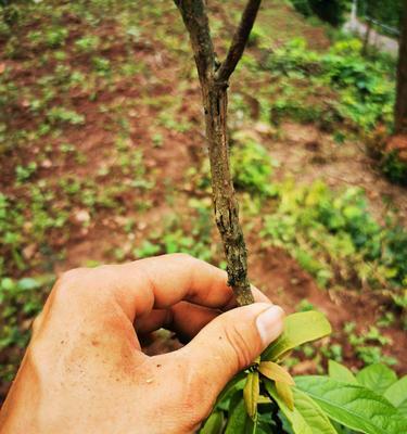 为何赤楠叶子一碰就掉（探究赤楠叶子的生理特点及其适应环境）