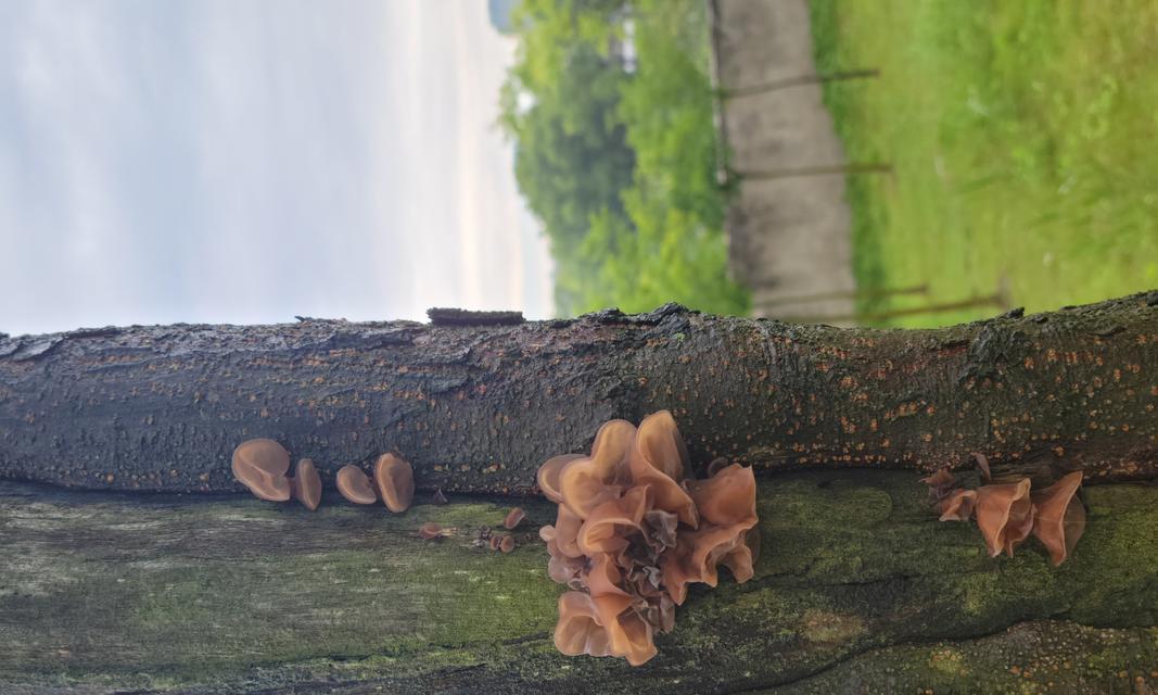 宠物狗能否食用木耳（探讨宠物狗食用木耳的安全性和营养价值）