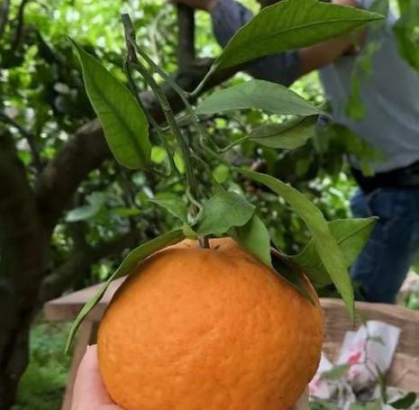 探秘丑橘的成熟期和上市时间（丑橘开启冬季水果市场）