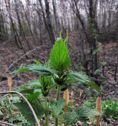 臭芝麻是什么植物（了解这个神秘的植物类别）