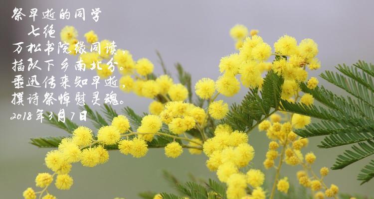 除虫菊的种植方法与技巧（从播种到收成）