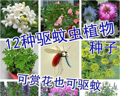 除虫菊种子发芽时间分析（探究除虫菊种子的发芽周期及其影响因素）