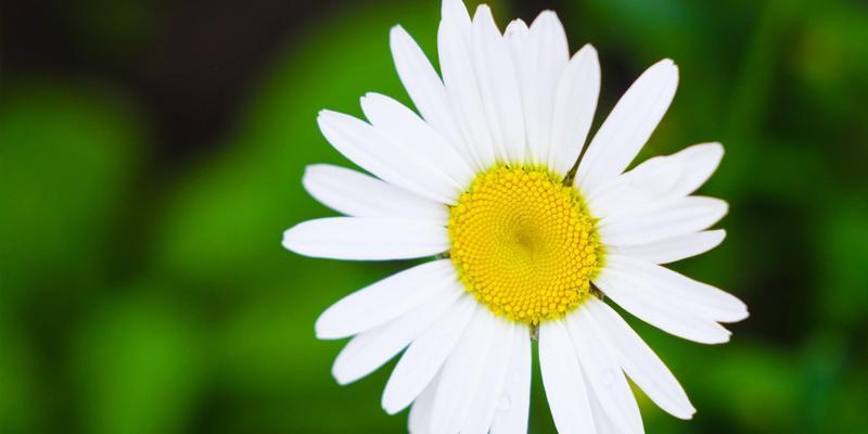 探秘国花雏菊的故事（英国雏菊的历史）