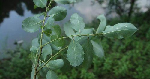 解密垂柳——是水生植物还是陆生植物（垂柳的生长环境与生物特征分析）